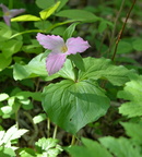 red trillium 15may15b