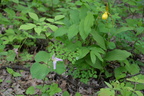 red trillium yellow lady slipper 15may15