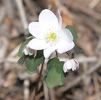 rue anemone 15apr17