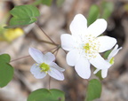 rue anemone 15apr17b