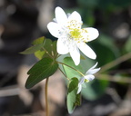 rue anemone 20apr16