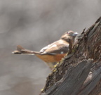 rufous sided towhee 15apr17