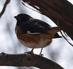 rufous sided towhee 15apr17b enhanced