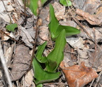 showy orchis 15apr17