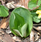 showy orchis 15apr17b