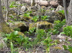 skunk cabbage false hellebore 15apr17