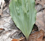 yellow ladyslipper leaf 15apr17b