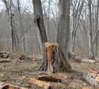 Balls Bluff