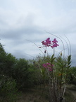 olang 30may12k
