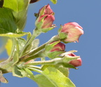 Virginia Misc