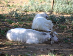 girgentana italian goat agrigento 13oct17zac