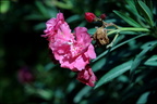 oleander nerium oleander akragas agrigento 13oct17zac
