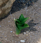 sea squill urginea maritima akragas agrigento 13oct17zac