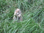 prairie dog zoo 6jun12a