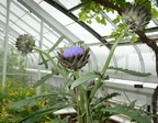 artichoke longwood gardens.26may18a