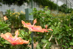 hibiscus longwood gardens 26may18a