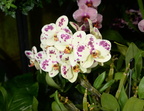 orchid longwood gardens 26may18a