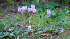 ivy leaved cyclomen cyclamen hederifolium morgantina 14oct17zac