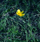 meadow buttercup ranunculus acris morgantina 14oct17zac