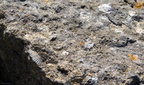 sea shells morgantina 14oct17zbc