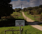 stenopos morgantina 14oct17zac