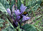 bumblebee on autumn mandrake morgantina 14oct17zac