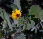 field marigold calendula arvensis syracuse 15oct17zac