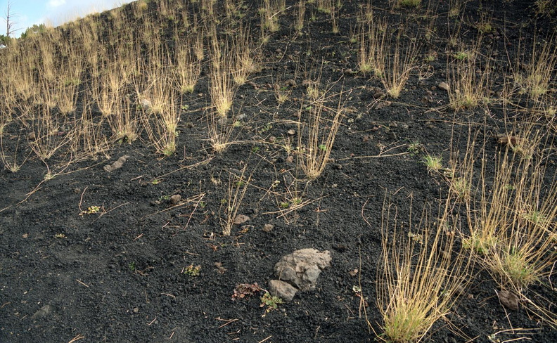 grasses_mt_etna_17oct17zac.jpg