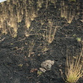 grasses mt etna 17oct17zac