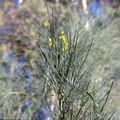 mount etna broom genista aestnensis mt etna 17oct17zac