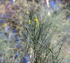mount etna broom genista aestnensis mt etna 17oct17zac