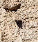 red admiral butterfly temple athena paestum 19oct17zgc