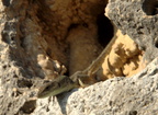 italian wall lizard temple athena paestum 19oct17zhc