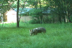 cayote farm 3jul18