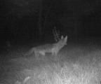 cayote farm 19jun18