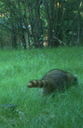 raccoon farm 13jun18