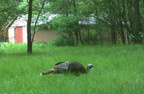 turkey farm 10jun18