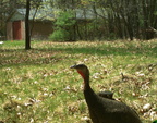 turkey farm 10may18