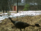 turkey farm 21apr18