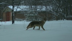 cayote farm 15apr18