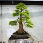 bonsai national arboretum 14jul18zbc