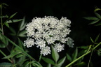 poison hemlock kenilworth 14jul18zbc