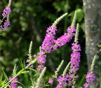 purple loosetrife kenilworth 14jul18zac