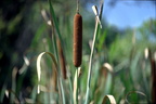 cattail kenilworth 14jul18zac