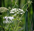 poison hemlock kenilworth 14jul18zac