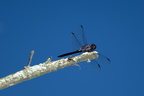 blue-eyed darner kenilworth 14jul18zdc