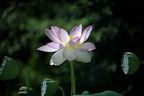 lotus flower kenilworth 14jul18zbc