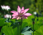 lotus flower kenilworth 14jul18zac