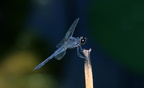 blue-eyed darner kenilworth 14jul18zbc