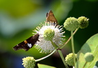 silver spotted skipper button bush kenilworth 14jul18zac
